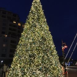 Soleri Bridge and Plaza - Tree