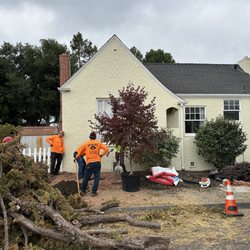 Vega's Tree Service