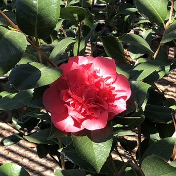 Nuccio's Nurseries - Glorious dark pink camellia. - Nurseries & Gardening Near Me - Altadena, California