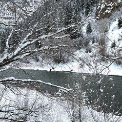 Grizzly Creek - Grizzly Creek