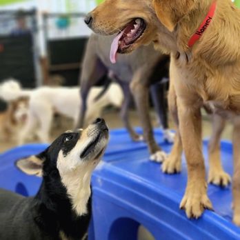 Paw Commons Pet Resort - Gilbert - Pet Sitting Near Me - Gilbert, Arizona