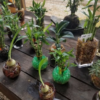Serenity Orchid & Bonsai - Nurseries & Gardening Near Me - Miami, Florida Serenity Orchid & Bonsai - Nurseries & Gardening Near Me - Miami, Florida
