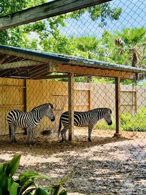Houston Zoo by null