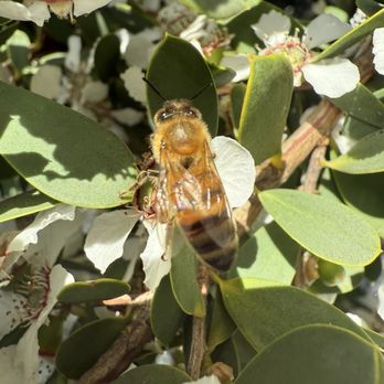 Bahia Resort Hotel - Cute bee - San Diego, CA
