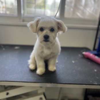 Pets R People 2 - Rambo - Pet Groomers Near Me - Hemet, California Pets R People 2 - Rambo - Pet Groomers Near Me - Hemet, California