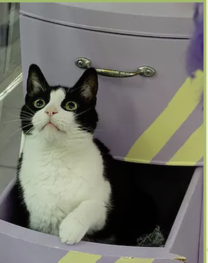 The Cat's Meow by null