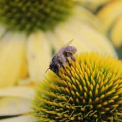 Osuna Nursery - Pollinators love our Echinacea!