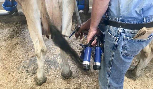 Freedom Hill Farm by null