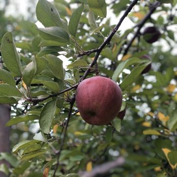 Williams Orchard - Venues & Event Spaces Near Me - LaPorte, Indiana