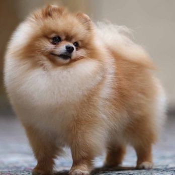 Scrub A Dub Doggie Mobile Spa - Tiger - Pet Groomers Near Me