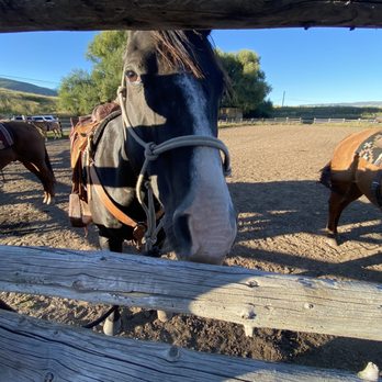 Rocky Mountain Outfitters - Horse named Fish - Horseback Riding Near Me - Midway, Utah Rocky Mountain Outfitters - Horse named Fish - Horseback Riding Near Me - Midway, Utah