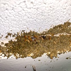 Cowleys Pest Services - Termite workers and swarmers in a mud tube.