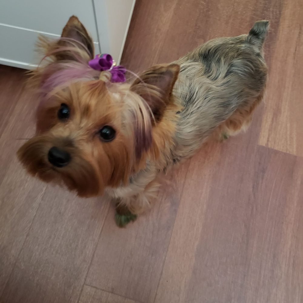 Award Winning Paws - Great job by award winning paws! - Pet Groomers Near Me - Lancaster, California