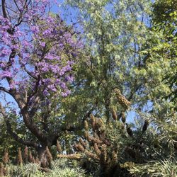 San Dimas Canyon Park