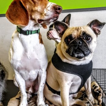 Dogtopia - Pet Sitting Near Me - Coquitlam, British Columbia