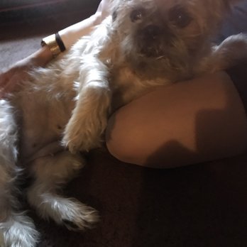 Pets & Grooming - Pinkie before haircut - Pet Groomers Near Me - Bell Gardens, California