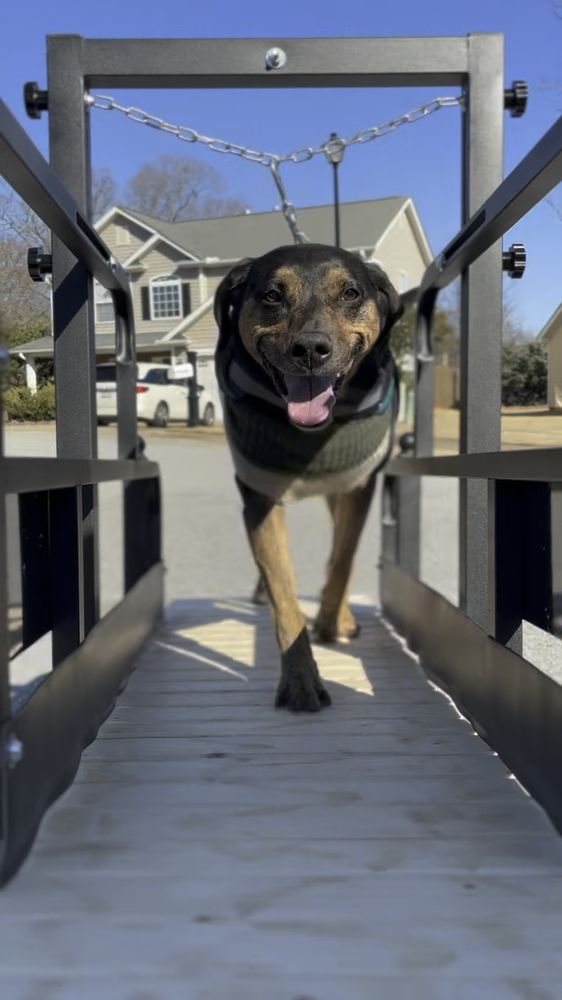 Doggo Zoomies - pet boarding facility in Greenville, SC