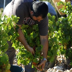 Vignobles Dom Brial - VENDANGES