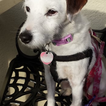 Cafe Milan - Cleo sitting with us on outdoor patio at our favorite playa breakfast place - Breakfast & Brunch Near Me - Playa Del Rey, California