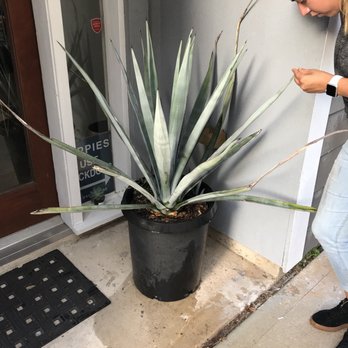 The Cactus King - Tequila agave $130 - Nurseries & Gardening Near Me - Houston, Texas