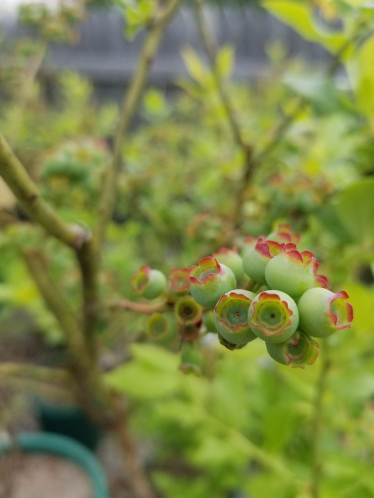 MCSHERRY’S NURSERY AND GARDEN CENTER Updated May 2024 13 Photos