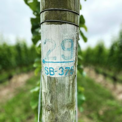 Peconic Bay Vineyards by Krissie Wines by null
