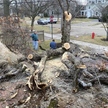 Simo Brothers - 7:30 a.m. Frank & Simo crew arrive - Tree Services Near Me - Lake Bluff, Illinois Simo Brothers - 7:30 a.m. Frank & Simo crew arrive - Tree Services Near Me - Lake Bluff, Illinois