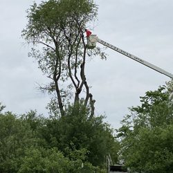 Heavlin’s Tree Service - Tree service