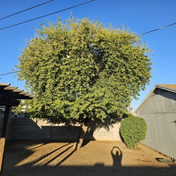 A&J Premier Landscaping - Before - Tree Services Near Me - Phoenix, Arizona A&J Premier Landscaping - Before - Tree Services Near Me - Phoenix, Arizona
