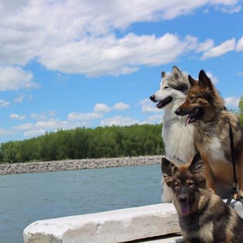 Happy Bend Kennel - Pet Breeders Near Me Happy Bend Kennel - Pet Breeders Near Me