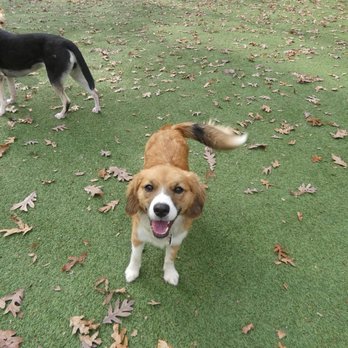 Big Reds Bed & Biscuit - Pet Sitting Near Me - Indian Trail, North Carolina