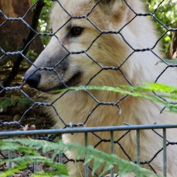 Wolfspark - Polarwolf - Zoos Near Me - Merzig, SL