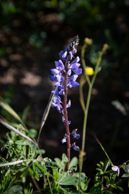 Chino Hills State Park by null