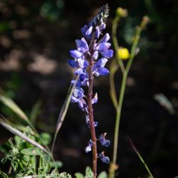 Chino Hills State Park - Lupin