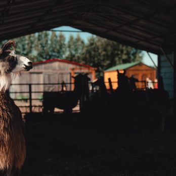 Frog Pond Farm - Drama llama - Christmas Trees Near Me - Wilsonville, Oregon