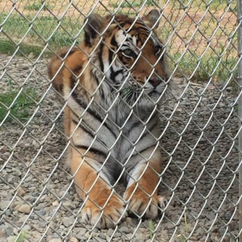 Great Cats World Park - We were this close to this beautiful guy! - Zoos Near Me - Cave Junction, Oregon Great Cats World Park - We were this close to this beautiful guy! - Zoos Near Me - Cave Junction, Oregon