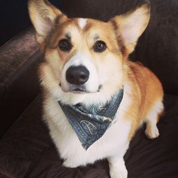 @archiethecorgi_atl @archiethecorgi_atl