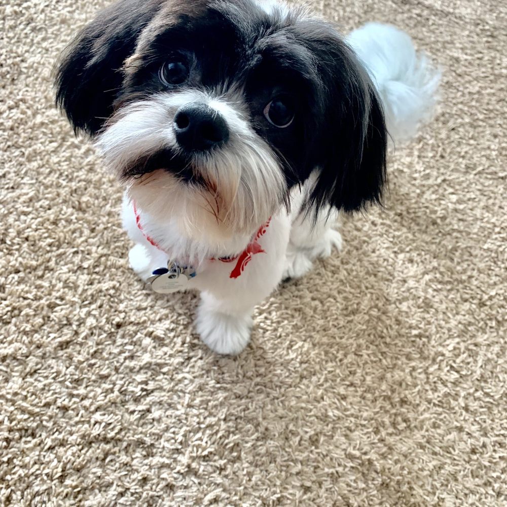 All About Paws Pet Spa - Groomed - Pet Groomers Near Me - Upland, California All About Paws Pet Spa - Groomed - Pet Groomers Near Me - Upland, California