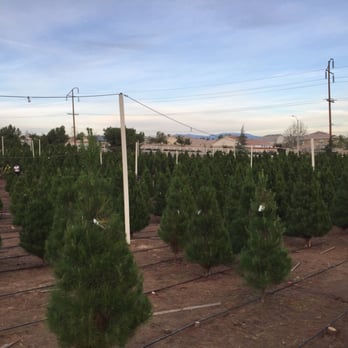 Sand Haven Pines - Pick and cut your own Christmas tree. - Christmas Trees Near Me - Perris, California Sand Haven Pines - Pick and cut your own Christmas tree. - Christmas Trees Near Me - Perris, California