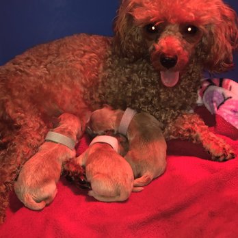 Healing Pawz - Pet Breeders Near Me Healing Pawz - Pet Breeders Near Me