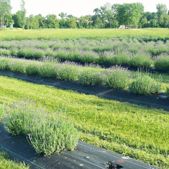 Indigo Lavender Farms - Pick Your Own Farms Near Me - Imlay City, Michigan