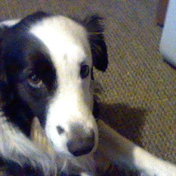 Spokanimal Care - Zoe she been missing since 2009 please help me find her - Animal Shelters Near Me - Spokane, Washington Spokanimal Care - Zoe she been missing since 2009 please help me find her - Animal Shelters Near Me - Spokane, Washington
