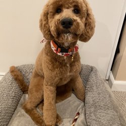 Pleasant Oaks Pet Grooming