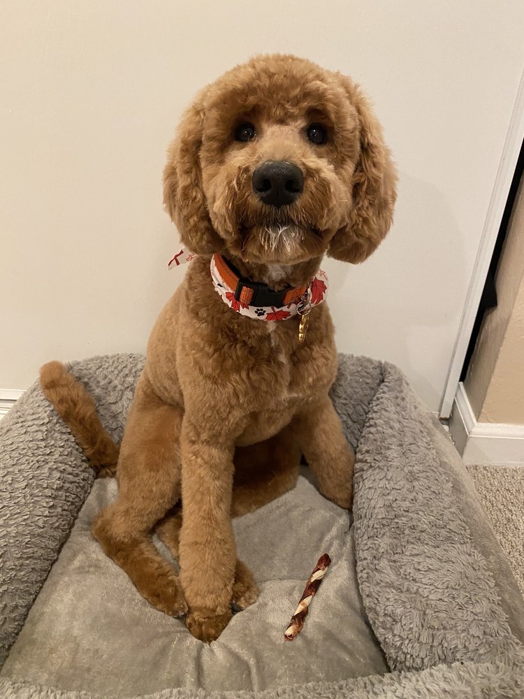 PLEASANT OAKS PET GROOMING Updated September 2024 80 Photos & 65