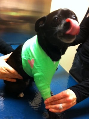 Carroll Gardens Veterinary Group by null