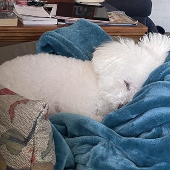 All Fluffed Up Grooming - After a day at All Fluffed Up, Bella has got to catch some Z Z Z s! - Pet Groomers Near Me - Temple, Texas All Fluffed Up Grooming - After a day at All Fluffed Up, Bella has got to catch some Z Z Z s! - Pet Groomers Near Me - Temple, Texas