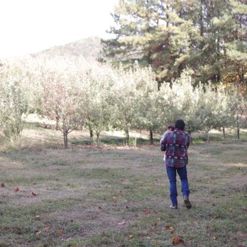 BJ Reece Orchards - Apples - Fruits & Veggies Near Me - Ellijay, Georgia