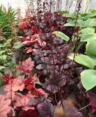 Early Bird Farm by null