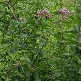 Wehr Nature Center - Beautiful butterflies in the Wehr Nature area - Parks Near Me - Franklin, Wisconsin Wehr Nature Center - Beautiful butterflies in the Wehr Nature area - Parks Near Me - Franklin, Wisconsin