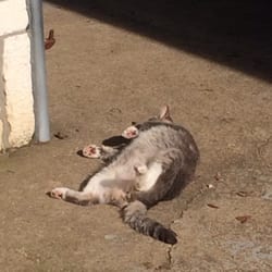 Britton's Kennels - Soaking up the rays.